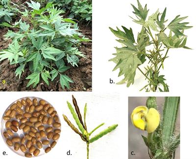 Moth bean (Vigna aconitifolia): a minor legume with major potential to address global agricultural challenges